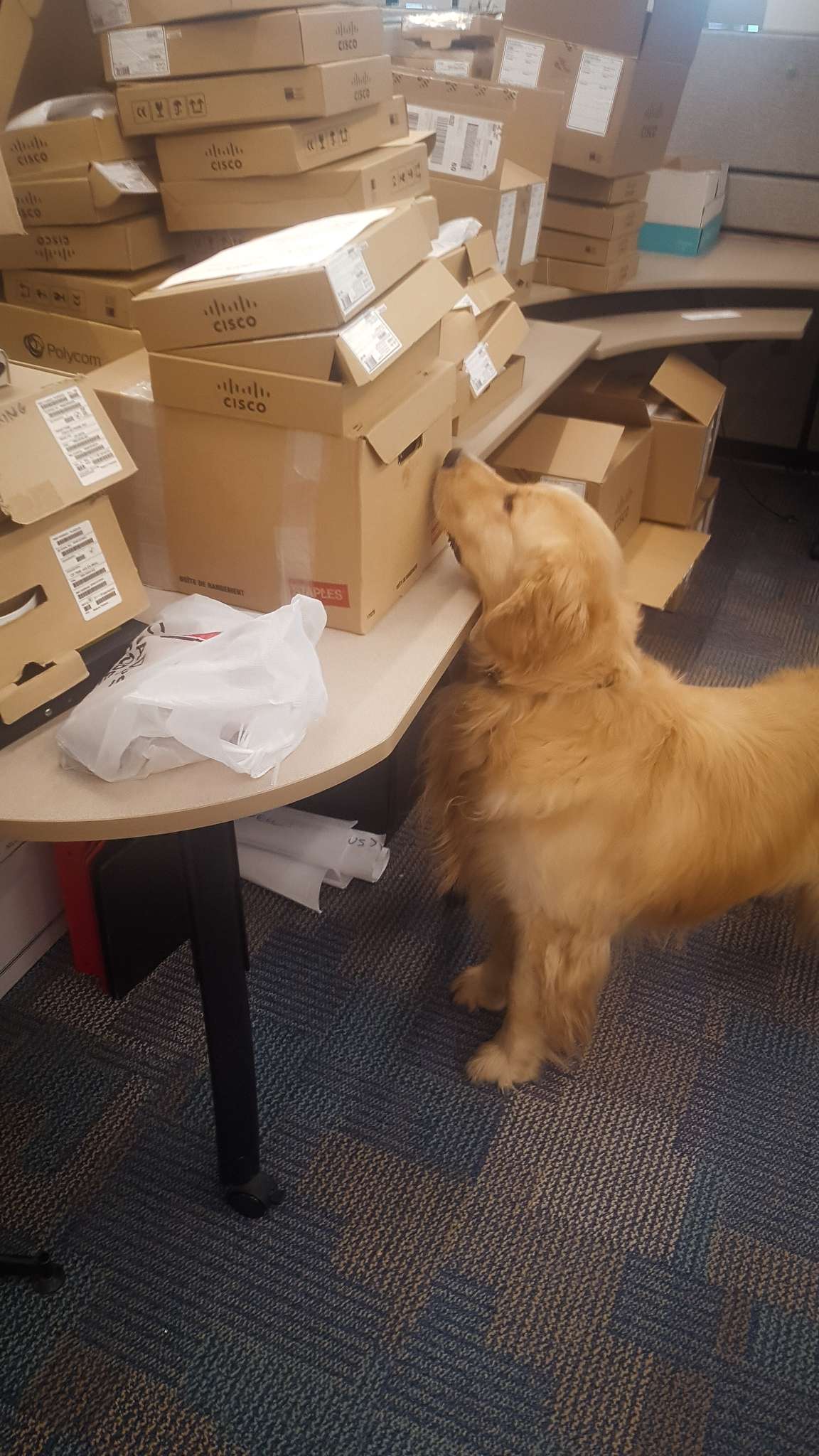 Rino the bed bug detection dog inspecting a couch