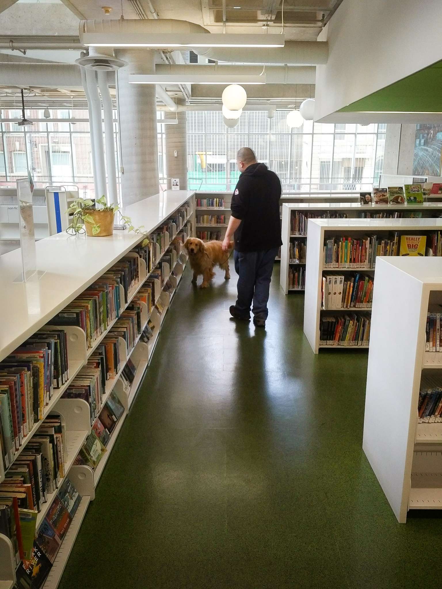 Rino the golden retriever inspecting boxes during a detection job